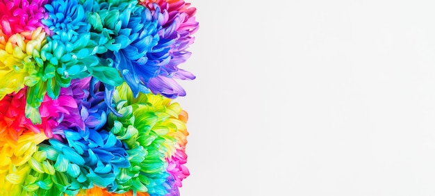 Bouquet of colored chrysanthemums on a white background closeup