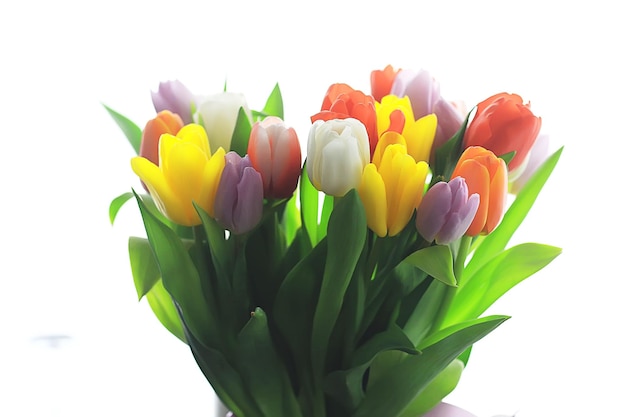 bouquet of colorful tulips / spring flowers, bright beautiful flowers, spring gift concept