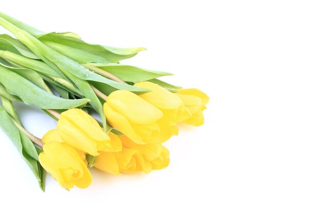 Bouquet of colorful tulips in spring isolated on white background