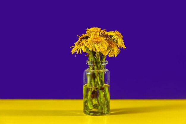 Photo bouquet of coltsfoot flowers on a purple and yellow background