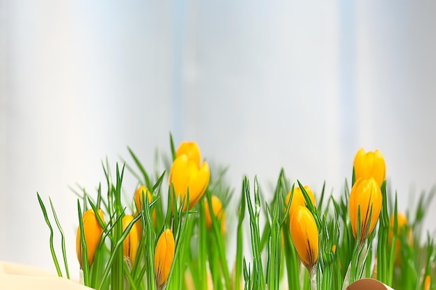 bouquet of crocuses / sun rays and glare on a bouquet of wild yellow field flowers, spring background, sunny morning weather