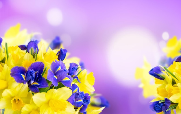 Bouquet of daffodil and iris flowers over bright violet defocused background