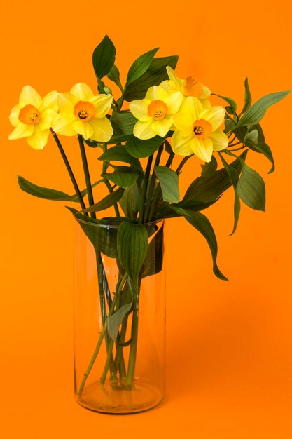 Bouquet of daffodils in a glass vase on an orange background