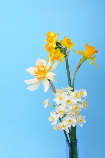 Bouquet of daffodils in a vase