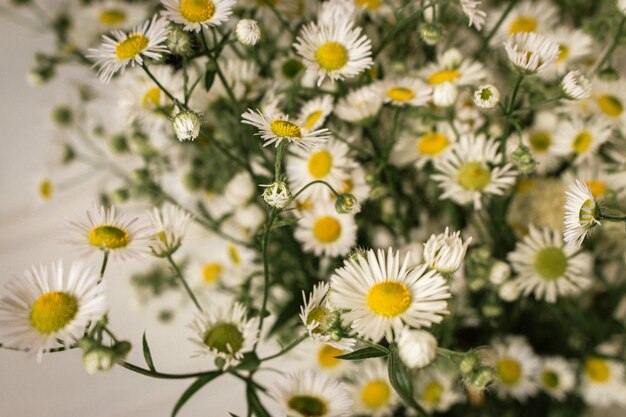 Photo a bouquet of daisies is shown with a white background