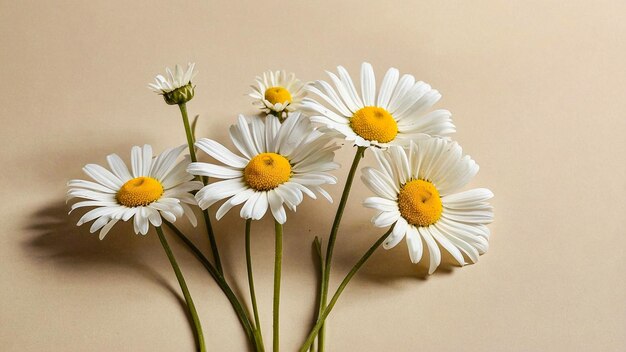 a bouquet of daisies with the yellow center