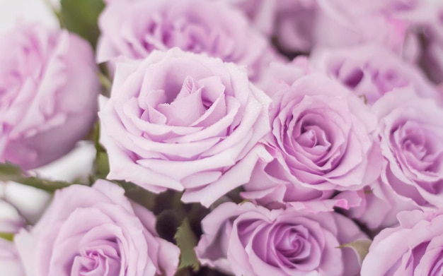 A bouquet of delicate light purple roses as a background in soft focus