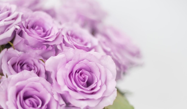 A bouquet of delicate purple roses in soft focus with a copy of the space