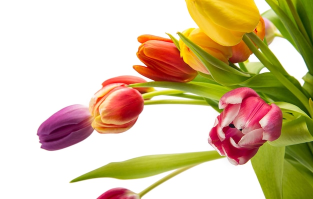 A bouquet of different tulips isolated on white background. Taken in Studio with a 5D mark III.