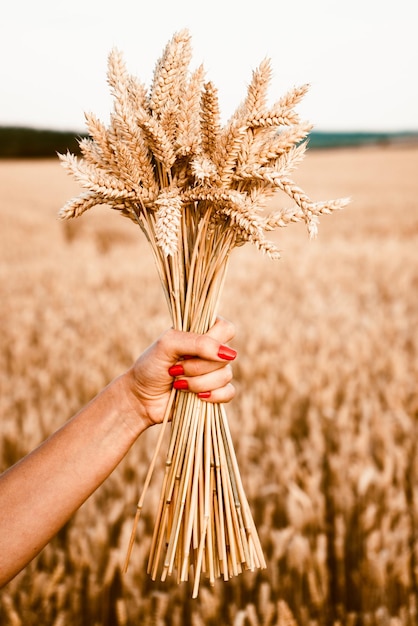 A bouquet of ears of wheat in a woman's hand on the background of a sown field