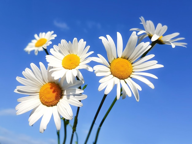 Bouquet of flowering daisies on a blue sky background in closeup