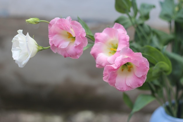 Bouquet of flowers of eustoma lisianthus floral composition background