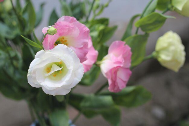 Bouquet flowers of eustoma lisianthus floral composition