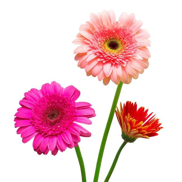 Bouquet of flowers gerberas isolated on white background