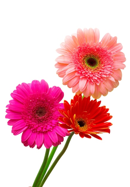 Bouquet of flowers gerberas isolated on white background