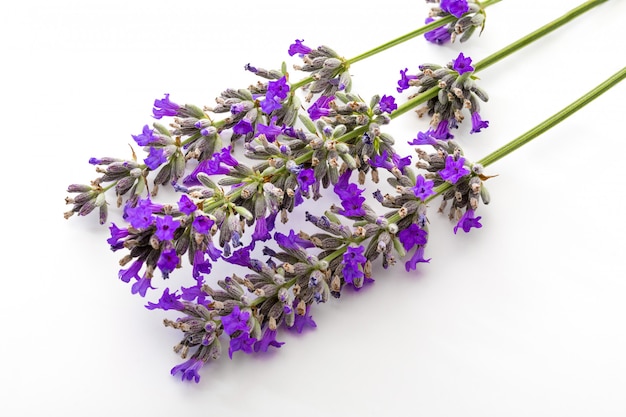 Bouquet of flowers and lavender seeds on white 