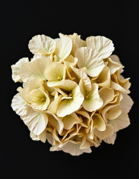 a bouquet of flowers with the word  hibiscus  on the bottom