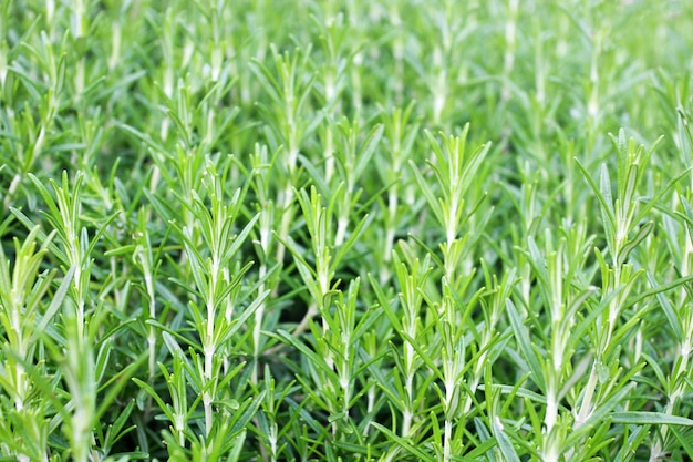 Bouquet of fresh aromatic rosemary