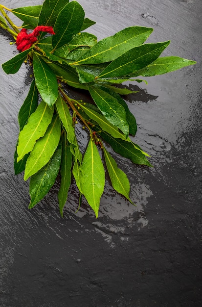 Bouquet of fresh bay leaves