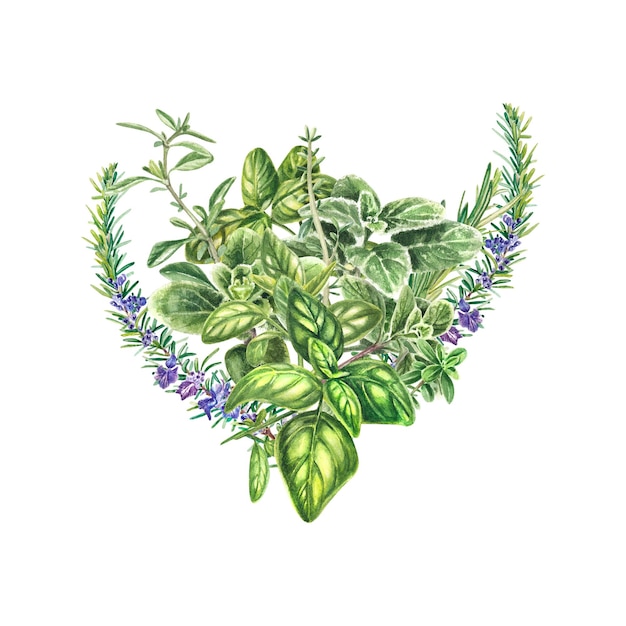 Bouquet of fresh Provencal herbs basil rosemary marjoram cumin Watercolor illustration