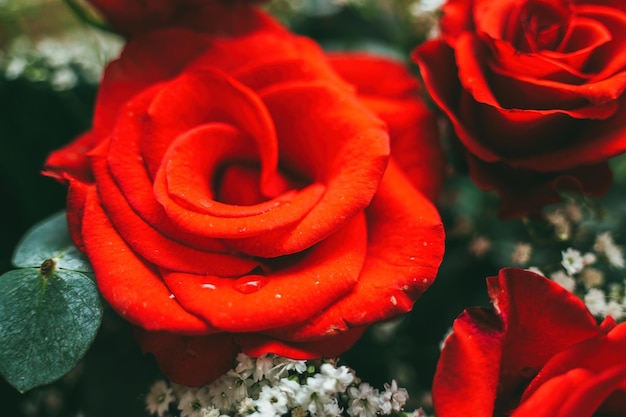 Bouquet of fresh red roses flower bright background