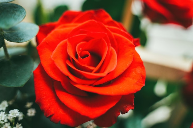 Bouquet of fresh red roses flower bright background