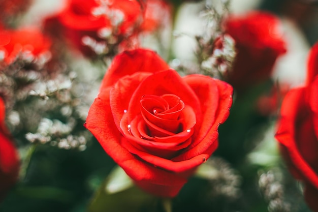 Bouquet of fresh red roses flower bright background