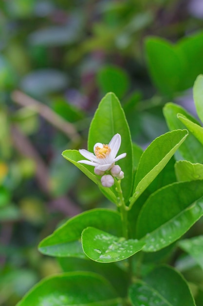 Bouquet of fresh white lemons on a lemon tree with blurred background