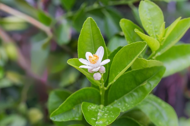 Bouquet of fresh white lemons on a lemon tree