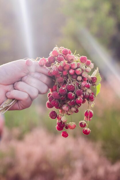 A bouquet of fresh wild strawberries in hand