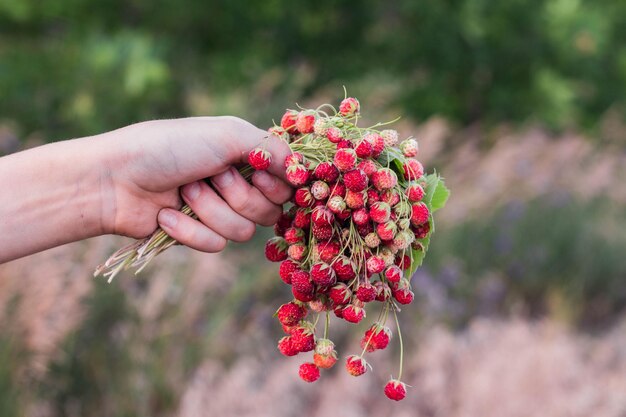 A bouquet of fresh wild strawberries in hand