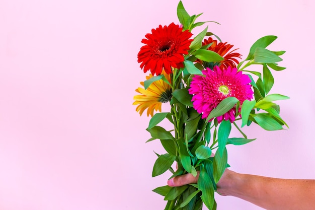 Bouquet of gerbera flowers in hand on a pink background with copy space