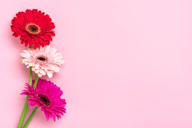 Bouquet of gerberas on pink background Top view Flat lay Holiday greeting card Happy moter's day