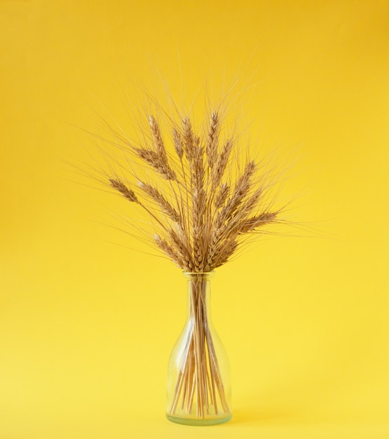 Bouquet of the golden spikelets of the wheat in the vase with grains on the yellow background