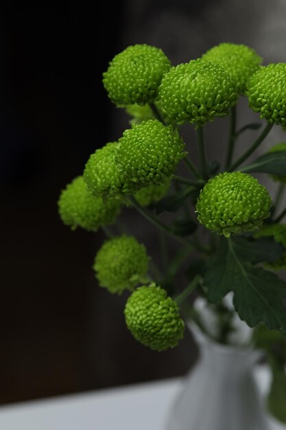 Bouquet of green chrysanthemums on a black background