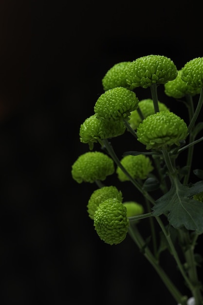 Bouquet of green chrysanthemums on a black background