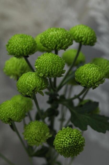 Bouquet of green chrysanthemums on a gray background window and curtain