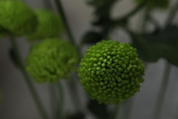 Bouquet of green chrysanthemums on a gray background window and curtain