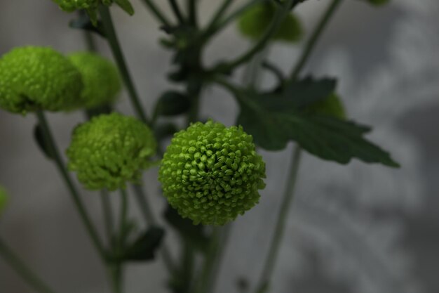 Bouquet of green chrysanthemums on a gray background window and curtain