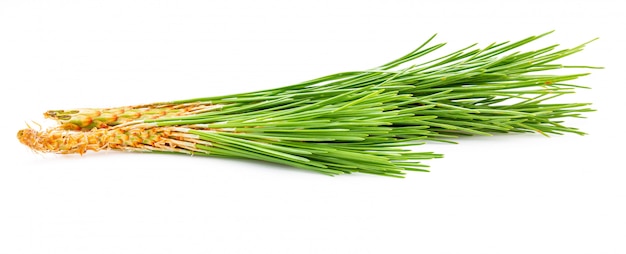 Bouquet of green leaves of wild pine.