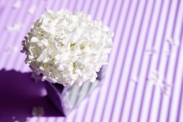 A bouquet of hydrangeas in a vase closeup on a purple background with lines from the shadow top view