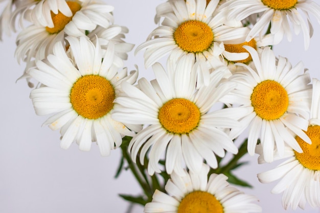 A bouquet of large daisies in a vase on a white background Medium plan selective snapshot Selective focus