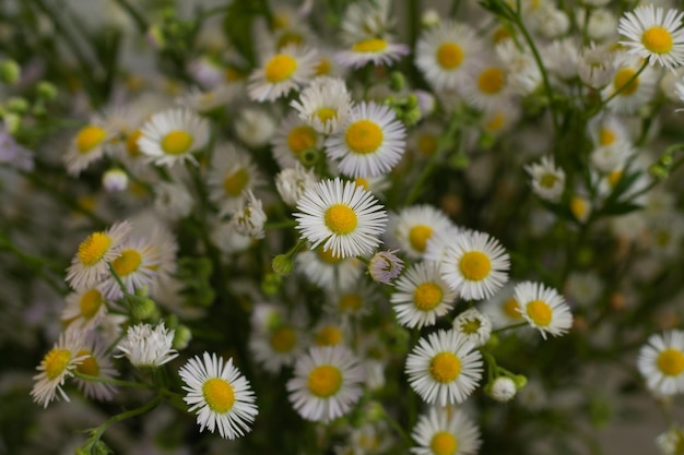 Bouquet of a large number of small daisies White chamomile