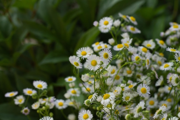 Bouquet of a large number of small daisies White chamomile