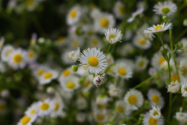 Bouquet of a large number of small daisies White chamomile