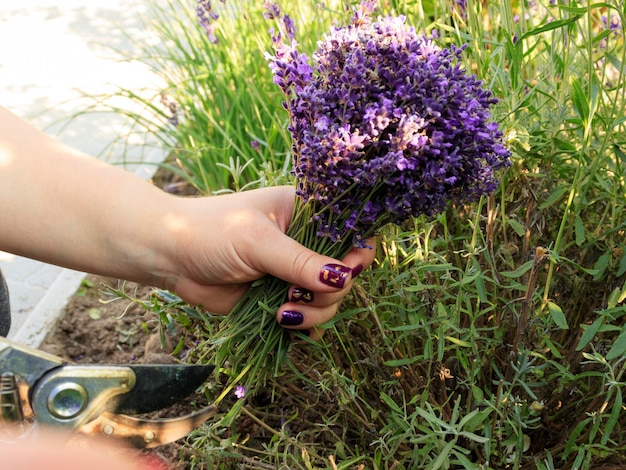 A bouquet of lavender after cutting in the hands of a gardener The concept of pruning lavender bushes after flowering