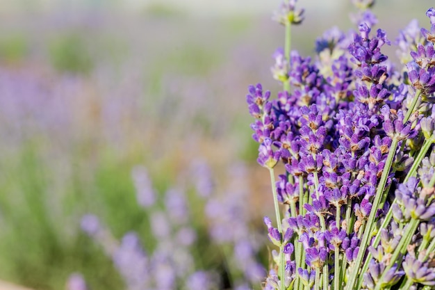 Bouquet of lavender on a blurred field background time of cutting and harvesting