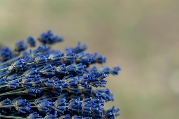 Bouquet of lavender flowers on a blurred background Selective focus Place for an inscription Place for text