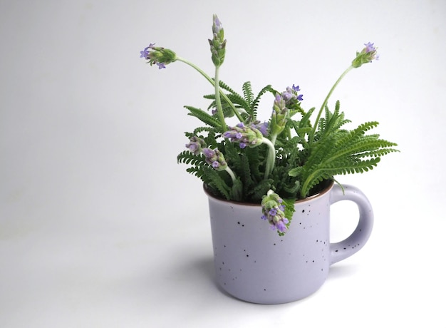 Bouquet of lavender in a small light purple ceramic mug Isolated on white background