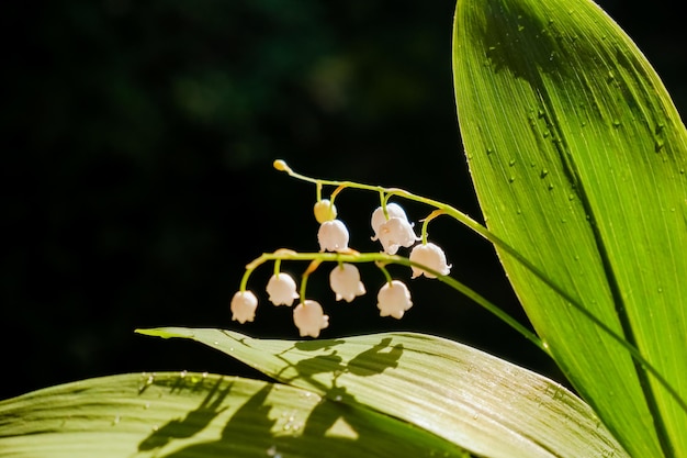 Bouquet of lilies of valley in vase against dark background Lily of valley blooming white flowers on sunny day closeup with space for textNatural floral background Soft focus